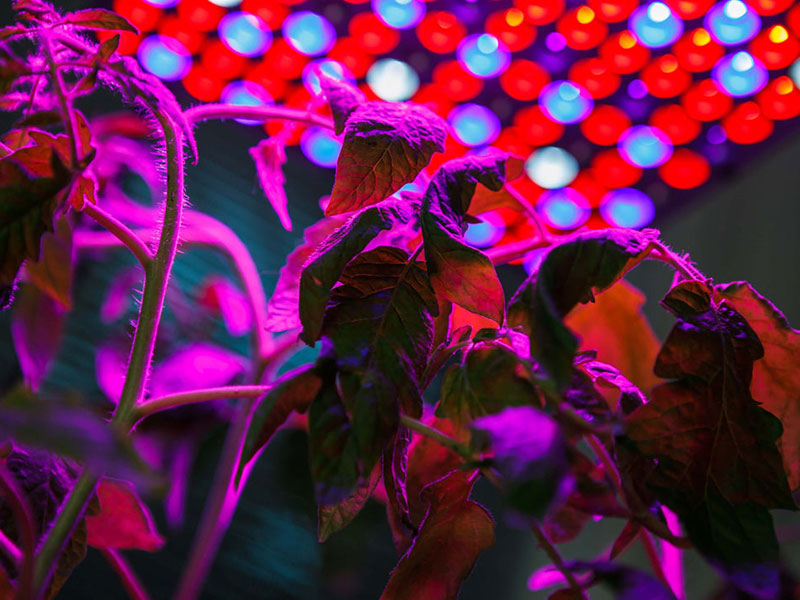 How to Use LED Grow Lights for Indoor Plants